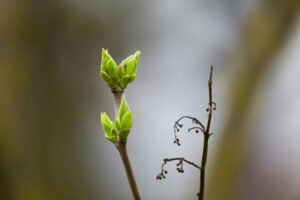 Close-up photograph of a small green plant with buds emerging from a branch